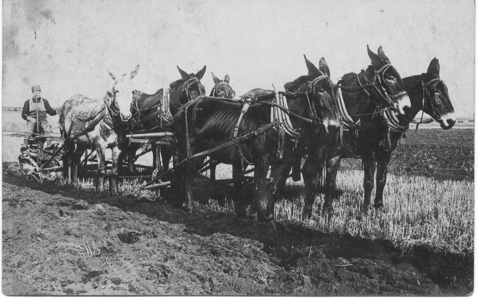 It took a lot of mule power to break that sod in North Dakota back in the 1890s.