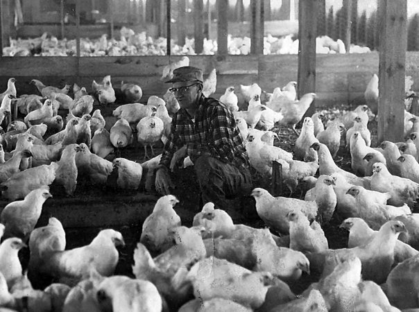 More of my wife's family. This is her grandfather Richard Dostie Sr. with his chickens in Weeks Mills, Maine. She believes this was taken sometime during the 1950s. View full size.