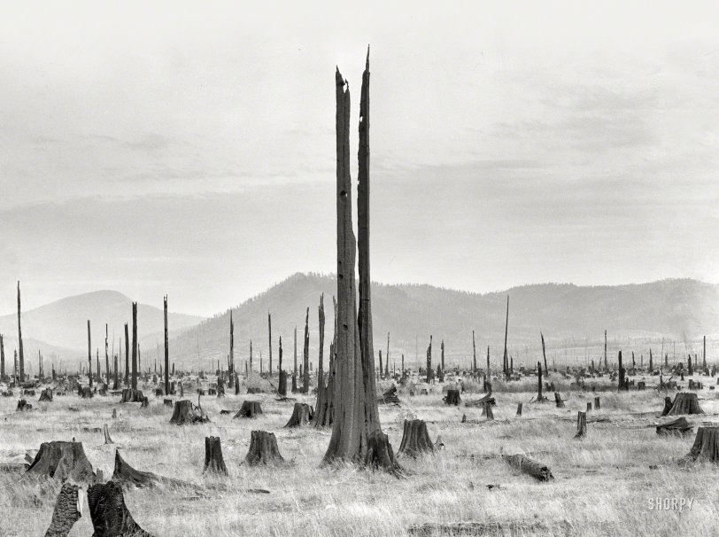 Stumpy Valley: 1939