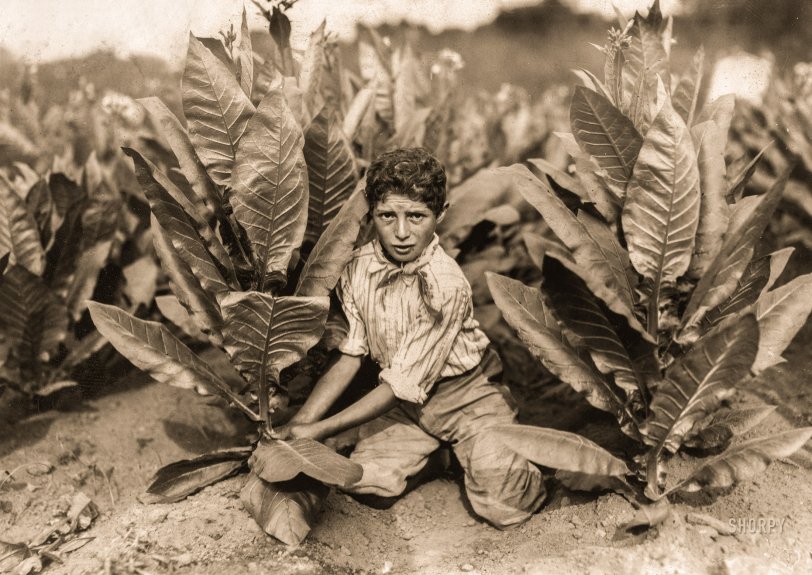August 6, 1917. "10 year old picker on Gildersleeve Tobacco Farm. Gildersleeve, Connecticut." Photo by Lewis Wickes Hine for the National Child Labor Committee. View full size.
