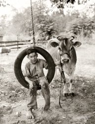 Circa 1930. "Boy in tire swing holding cow on a tether." U.S. Department of Agriculture Cooperative Extension Service photo. View full size.