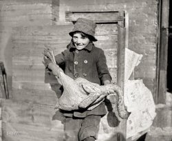 Washington, D.C. "Thanksgiving 1919." Once this chilly-looking fellow is properly dressed and warmed up in the kitchen, he'll have an honored place at the family table. National Photo Company Collection glass negative. View full size.