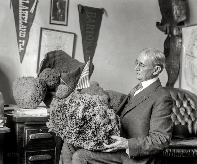 Feb. 25, 1920. Washington, D.C. "Herbert J. Drane, Congressman from Florida, is from Tarpon Springs, which is said to be the largest sponge market in the world. Mr Drane's office gives the appearance of a permanent sponge exhibit. The walls are covered with sponges of every size and variety. Photo shows Mr. Drane with some of his choice specimens." National Photo glass negative. View full size.
