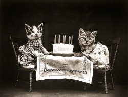 &nbsp; &nbsp; &nbsp; &nbsp; On his eighth birthday, Shorpy wishes all a Happy Valentine's Day, and raises his paw in a toast you -- yes, YOU -- for the comments and contributions that have kept us going over the years.
Circa 1914. "Cats in costume at birthday party with cake." Photo by Harry W. Frees, whose oddball oeuvre both delights and appalls. View full size.