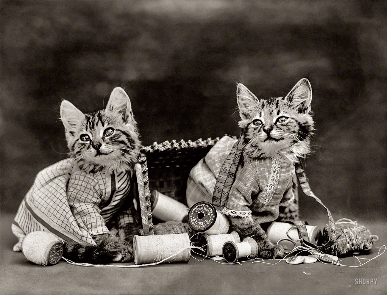 1914. "Costumed kittens with thread and scissors in overturned sewing basket." Photo by that auteur of feline folderol, Harry W. Frees. View full size.