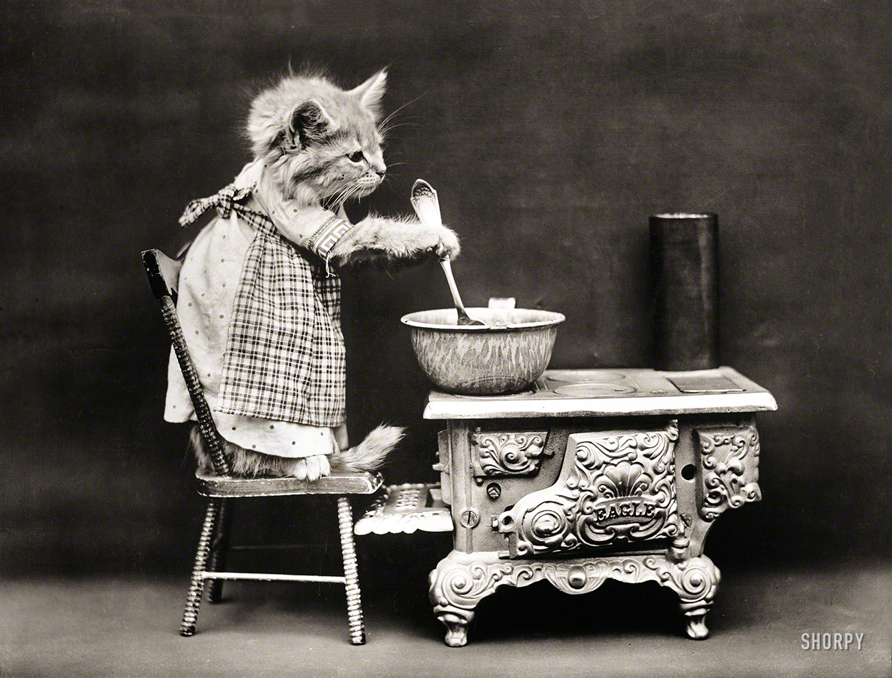1914. "Cat wearing apron, stirring pot on miniature stove." As seen on the classic cooking show Kitten Kitchen. Photo by Harry W. Frees. View full size.
