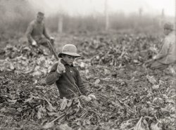 Oct. 30, 1915. "12-year-old Lahnert boy, near Fort Collins, Colorado, topping beets. The father, mother and two boys (9 and 12) expect to make $700 in two months' time in the beet work. 'The boys can keep up with me all right, and all day long,' the father said. Begin at 6 a.m. and work until 6 p.m. with hour off at noon. Several smaller children do not work. See Hine Report for studies of work done by these and other children." Glass negative by Lewis Wickes Hine. View full size.