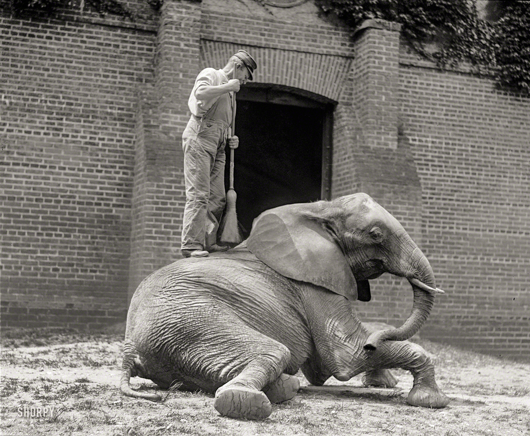 August 10, 1922. " 'Jumbino,' the favorite elephant at the National Zoo, has his daily bath and scrubbing. Keeper Charlie Louis getting in the preliminaries with his wire broom before using the hose." 4x5 inch glass negative. View full size.