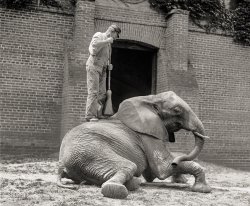 August 10, 1922. " 'Jumbino,' the favorite elephant at the National Zoo, has his daily bath and scrubbing. Keeper Charlie Louis getting in the preliminaries with his wire broom before using the hose." 4x5 inch glass negative. View full size.