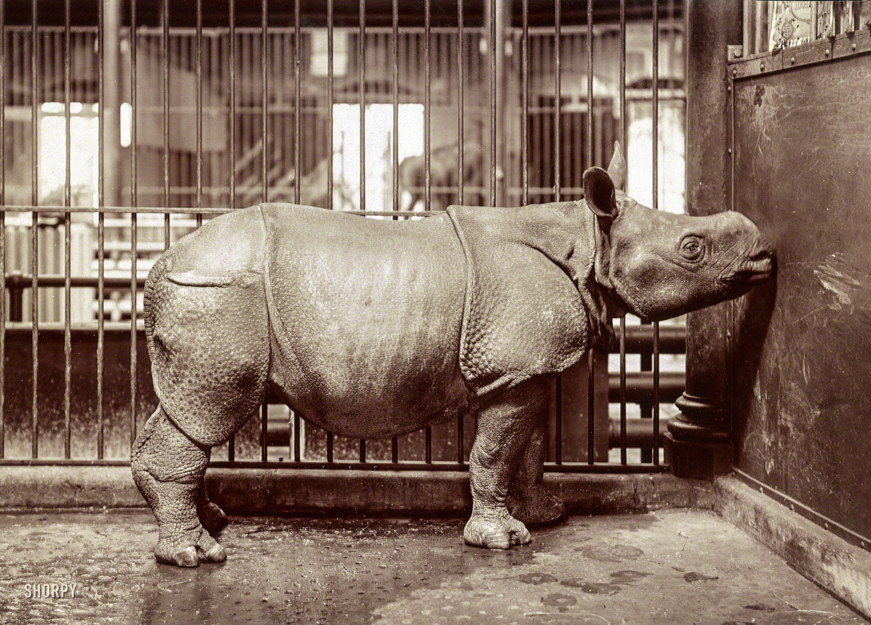 Circa 1910. "Rhinoceros at the New York Zoological Park." View full size.
