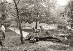 New York, 1908. "The end of the rampage -- 'Alice' under control, and thinking it over. Two zookeepers with restrained elephant lying on the ground after running free around the New York Zoological Park (Bronx Zoo)." Gelatin silver print from the William Temple Hornaday papers, Library of Congress. View full size.