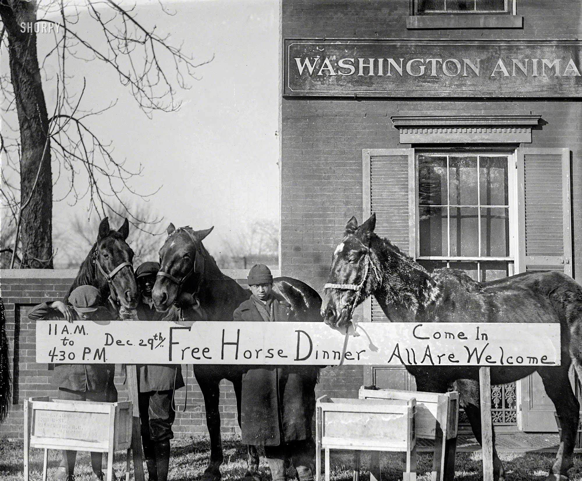 December 29, 1923. "Horse Christmas party, Animal Rescue League." Maybe a few days late for a Christmas party, but then again here we are showing up 92 years after the fact. National Photo Company Collection glass negative. View full size.