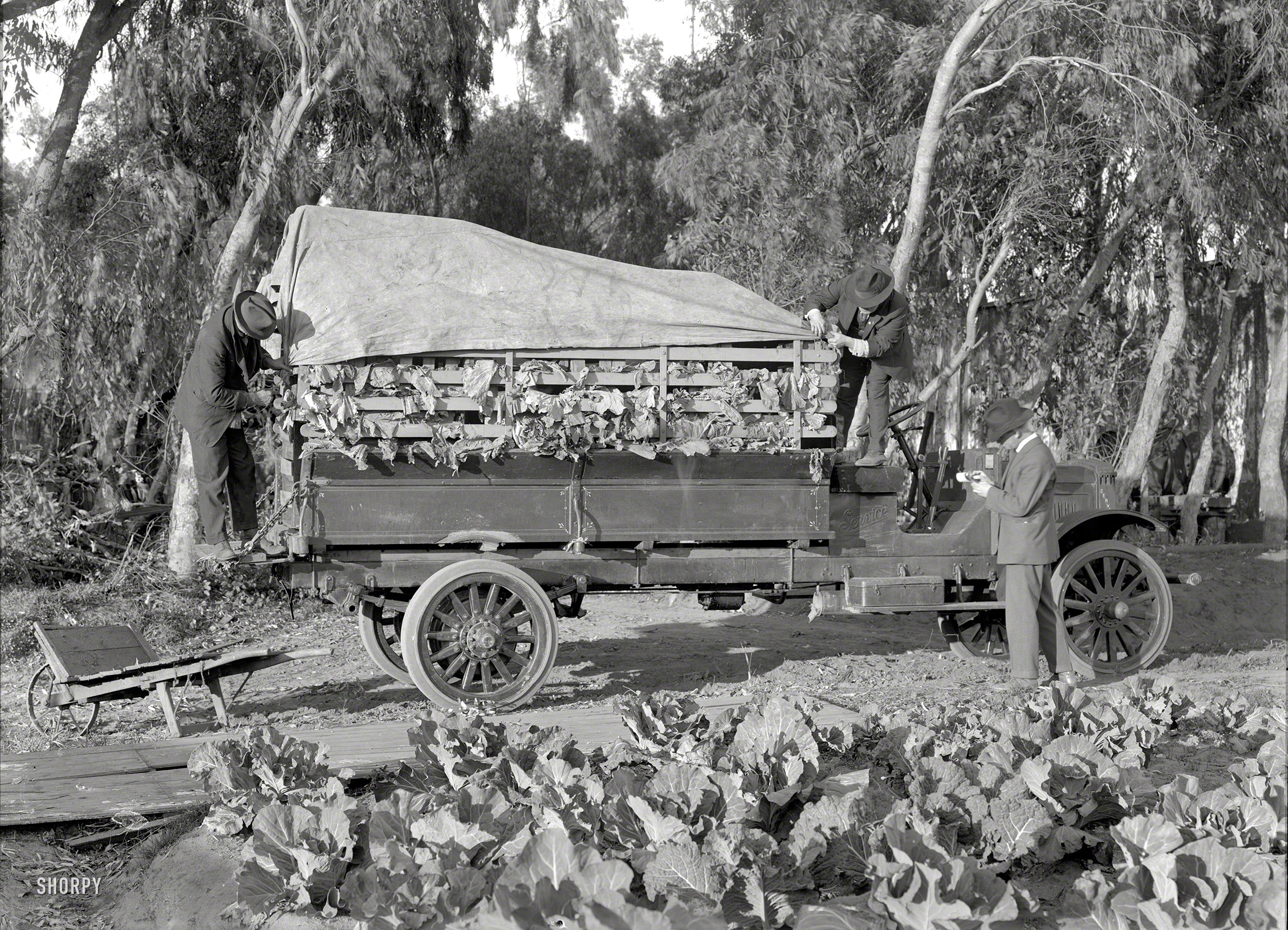 The Bay Area in 1918. "Service truck and greens." Eucalyptus trees and some sort of leafy vegetable. 5x7 glass negative by Christopher Helin. View full size.