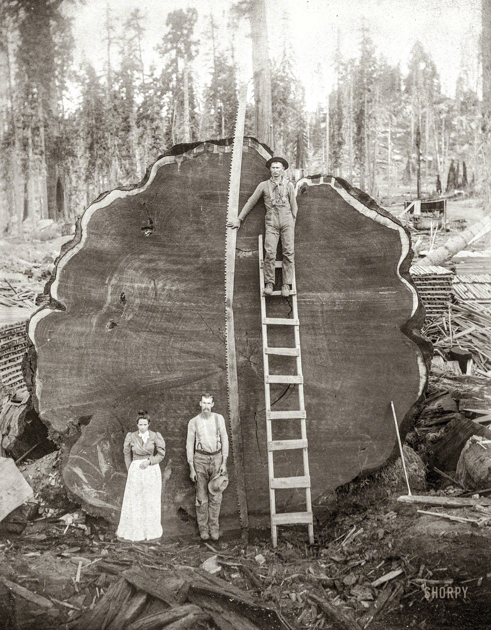 1891. "Camp Badger, Tulare County, California. End of Mark Twain log, diameter 18 feet. Slab of Giant Sequoia, Kings River Grove (now part of Kings Canyon National Park), California, felled in 1891, to be exhibited in the Natural History Museum in New York." Albumen print by Charles Clifford Curtis. View full size.