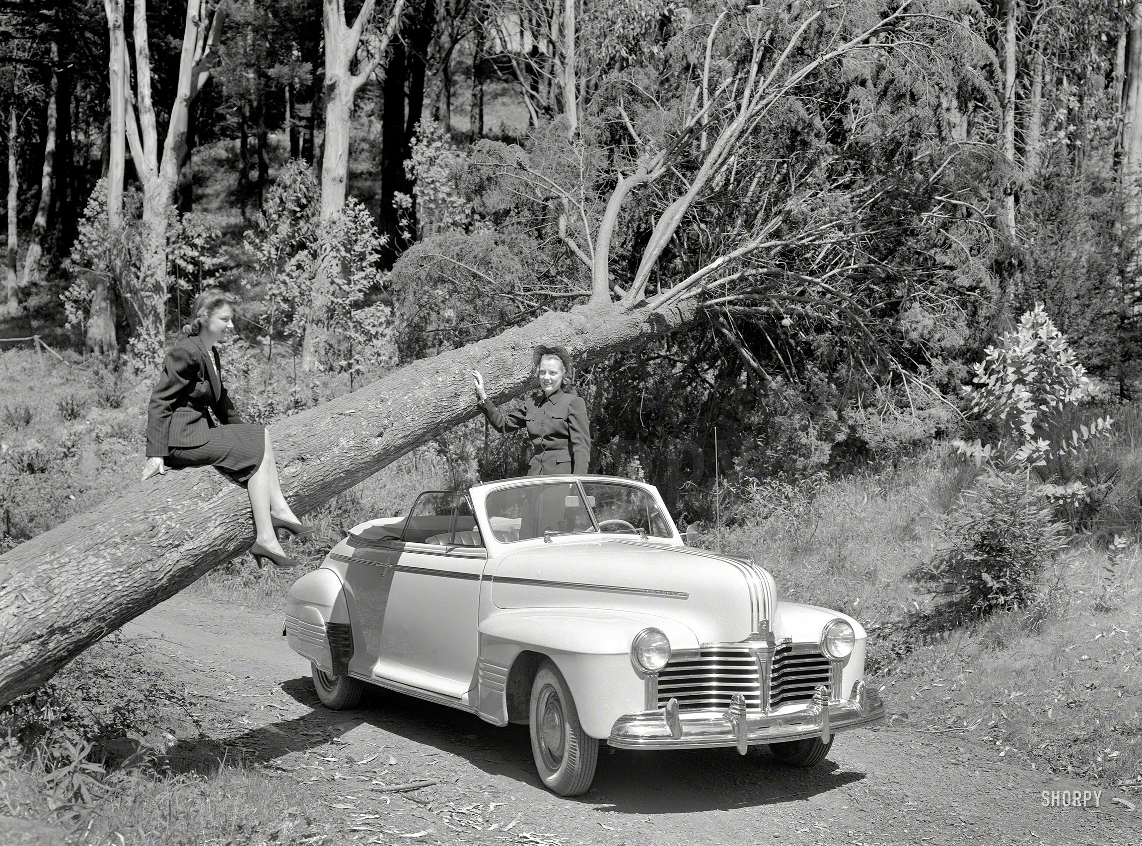 March 22, 1941. "Pontiac in Mount Davidson Park, San Francisco." So if a  tree falls on a convertible in the woods ... 8x10 acetate negative. View full size.