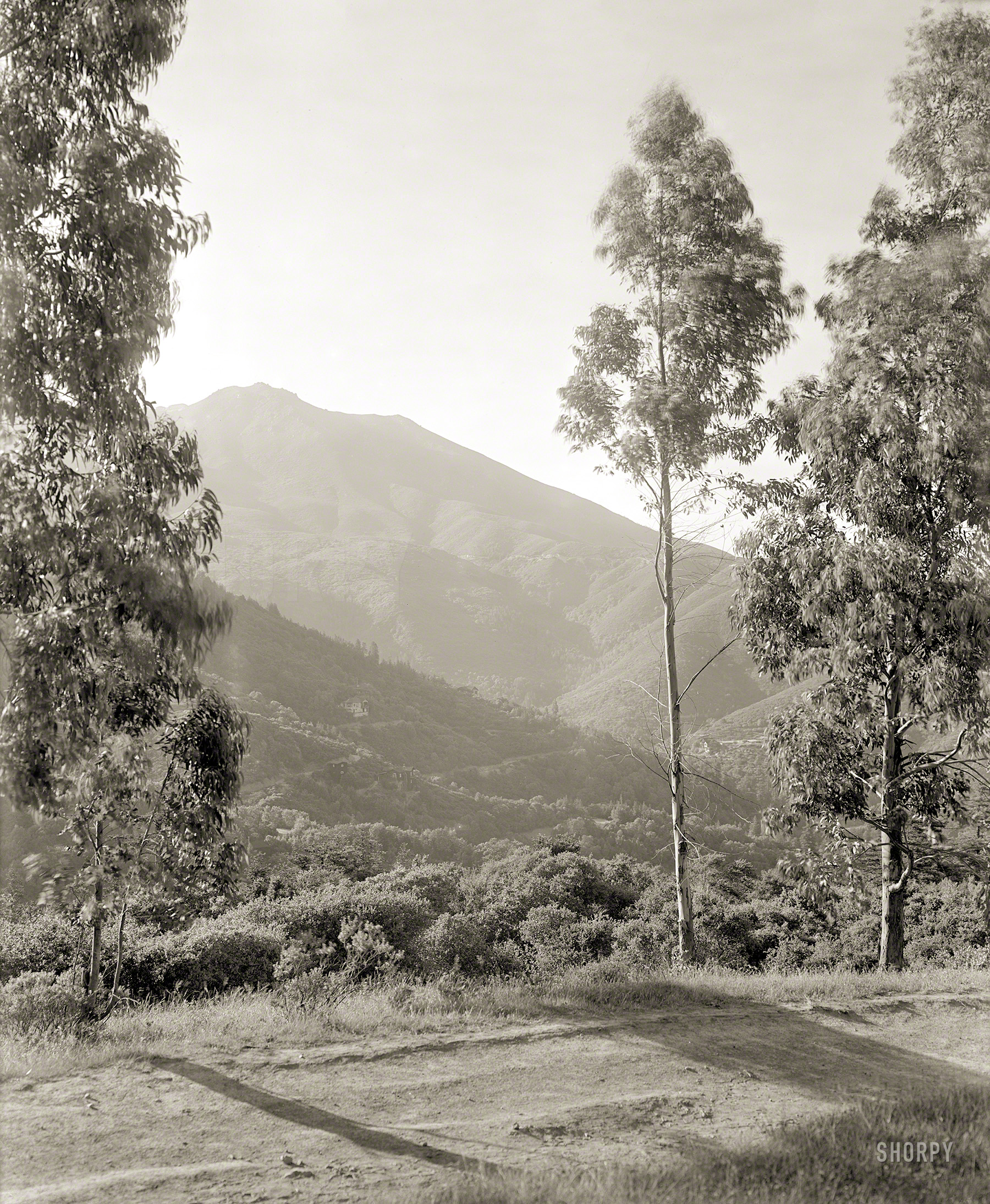 Marin County, California, circa 1910. "Scenic view of Mount Tamalpais." From an Indian name meaning "west hill." 8x10 inch glass negative. View full size.