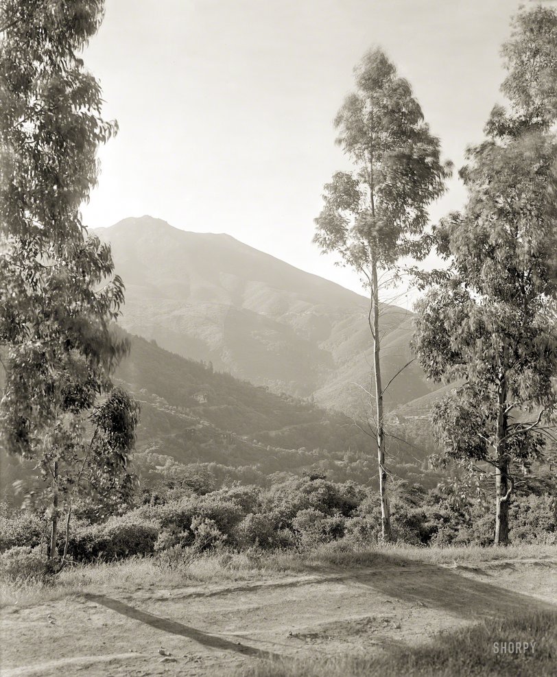Mt. Tam: 1910