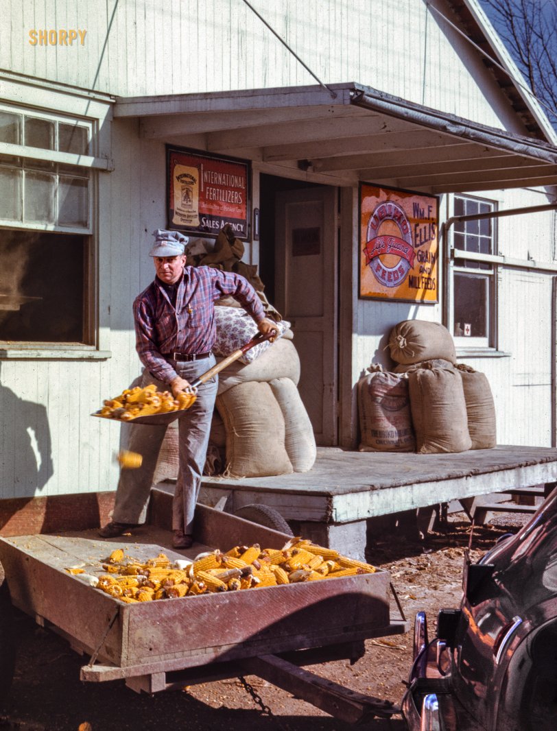 Sardinia, Ohio, circa 1942. "Man shoveling ears of dried corn from wagon through feed store window." 35mm Kodachrome by John Vachon for the Office of War Information. View full size.
