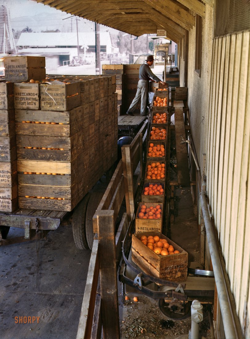 March 1943. "Santa Fe R.R. trip from Chicago. Growers bringing in their crop to a co-op orange packing plant in Redlands, California." Kodachrome transparency by Jack Delano for the Office of War Information. View full size.
