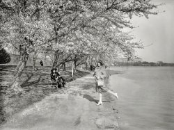 April 1926. "Polly Freling" is all it says here. Polly enjoys nature, cherry blossoms and walks along (or in) the Tidal Basin. 5x7 inch glass negative. View full size.