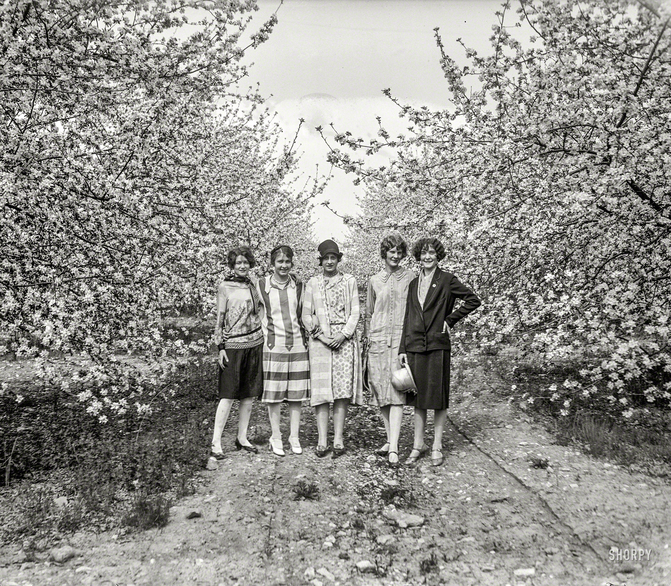 May 3, 1926. "Apple blossoms at Winchester, Virginia." Nature's palette bursting forth in a riotous rainbow of grays. 5x7 inch glass negative. View full size.