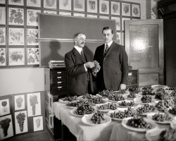 January 12, 1921. Washington, D.C. "Geo. C. Husmann & Secty. Meredith." The noted pomologist and viticulturist George Husmann with U.S. Secretary of Agriculture Edwin Meredith. National Photo Company Collection glass negative. View full size.

TRYING TO FIND USE FOR WINE GRAPES
&nbsp; &nbsp; &nbsp; &nbsp; Passage of the 18th Amendment has resulted in special activities in the Department of Agriculture to devise means of consuming the enormous quantity of grapes formerly used in the manufacture of wines. Prof. George C. Husmann, grape specialist of the Department, has spent many months in experiments to improve the quality of varieties not formerly considered adapted to table use. Photo shows Secretary of Agriculture Meredith and Professor Husmann in his laboratory with clusters of 37 varieties under test in the Government experimental vineyards. ("Camera News," Feb. 14, 1921)
