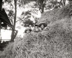 October 3, 1936. Ashton, Maryland. "Climbing to the highest hay stack, these youngsters hope for an advance glimpse of the Halloween spooks and goblins. They are 'Sunny Jim,' Johnny-John and Brooke Johns." Harris & Ewing Collection glass negative. View full size.
