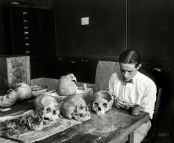 Washington, D.C., circa 1926. "Man examining skulls." Let's put our heads together and see what we can come up with. 4x5 glass negative. View full size.