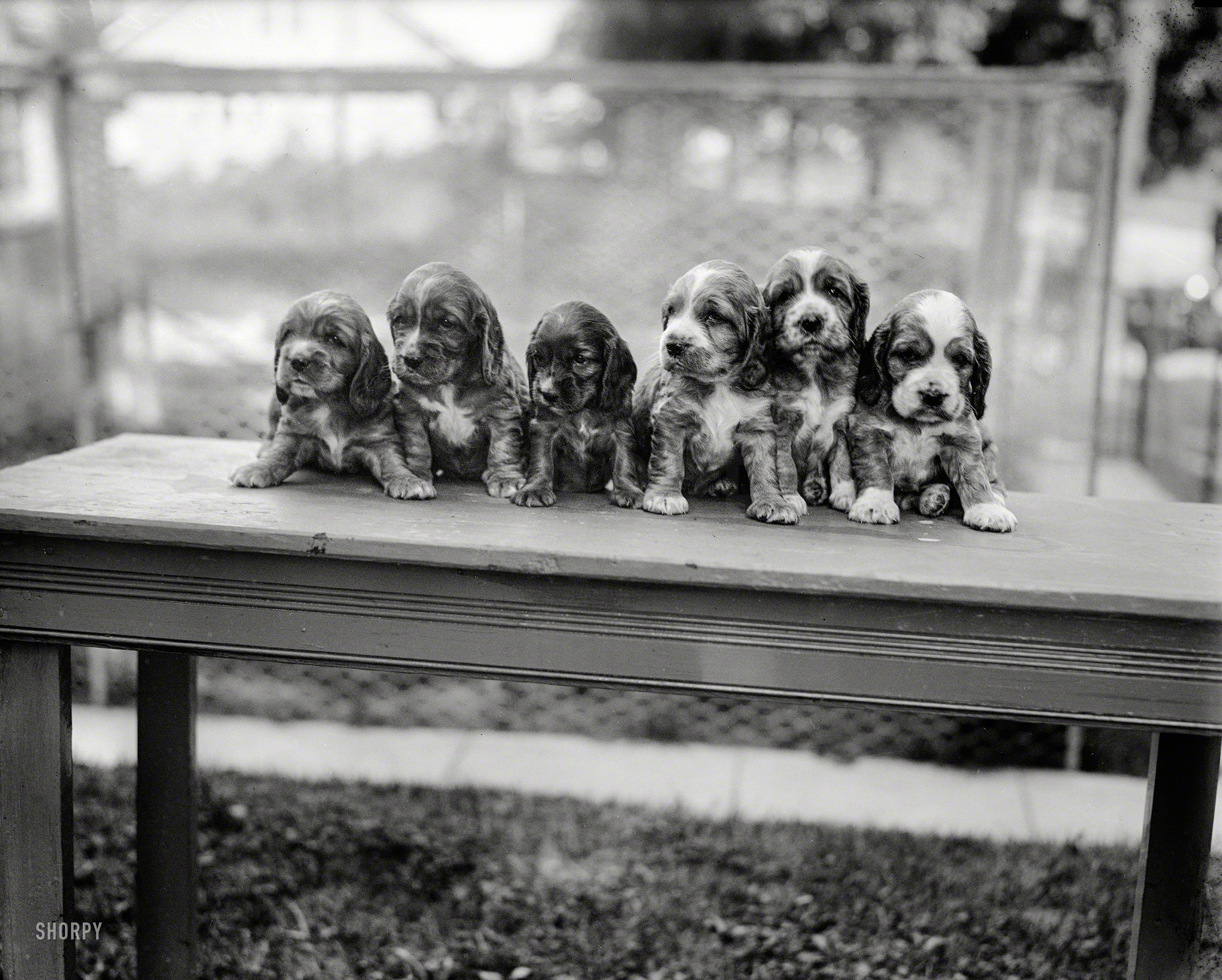 Washington, D.C., 1927. "NO CAPTION (puppies)." Where's Harry Frees when you need him? Harris & Ewing Collection glass negative. View full size.
