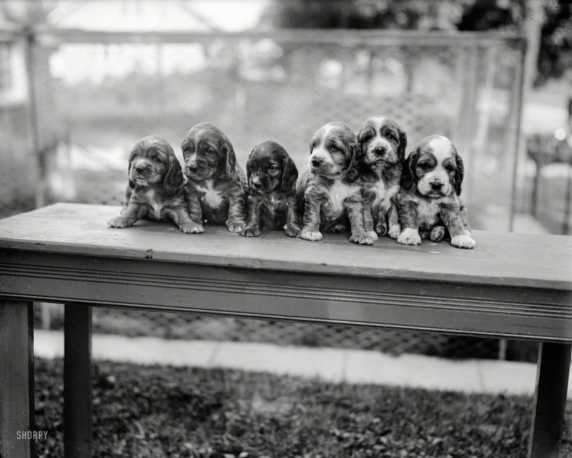 Washington, D.C., 1927. "NO CAPTION (puppies)." Where's Harry Frees when you need him? Harris &amp; Ewing Collection glass negative. View full size.
