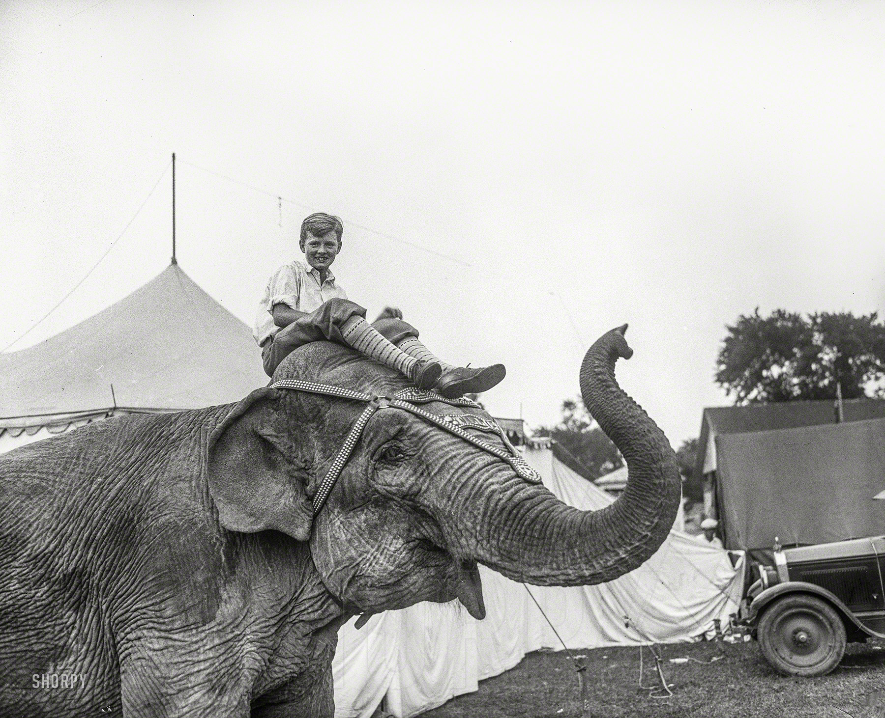 August 1927. Winchester, Virginia. "Boy on elephant." View full size.
YOUNGSTERS APPLAUD EDUCATED ELEPHANT
AT SHENANDOAH VALLEY FAIR
&nbsp; &nbsp; &nbsp; &nbsp; Tillie, the elephant who says "Papa" when her trainer speaks to her, was the hit of the afternoon. The talented pachyderm is one of a troupe of five performing elephants whose daily stunts will be one of the big features of this year's fair in Winchester. According to Dan Noonan, her trainer, Tillie is more than 100 years old. Her act was received with great applause.