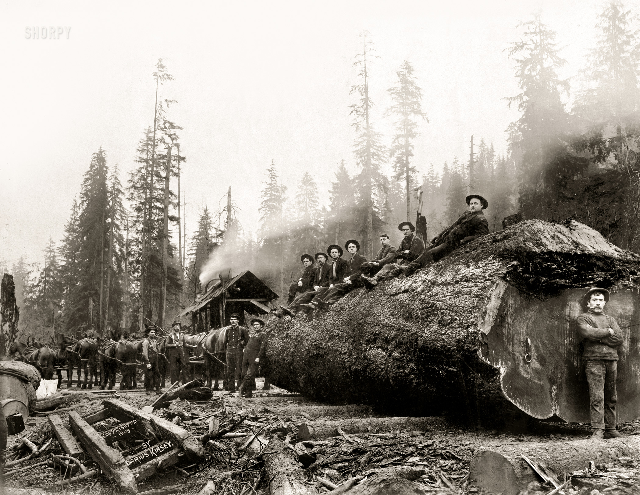 1905. "Men posing with team of horses hauling giant spruce log 30 feet in circumference. Cascade Mountains, Washington." Gelatin silver print by Darius Kinsey. View full size.