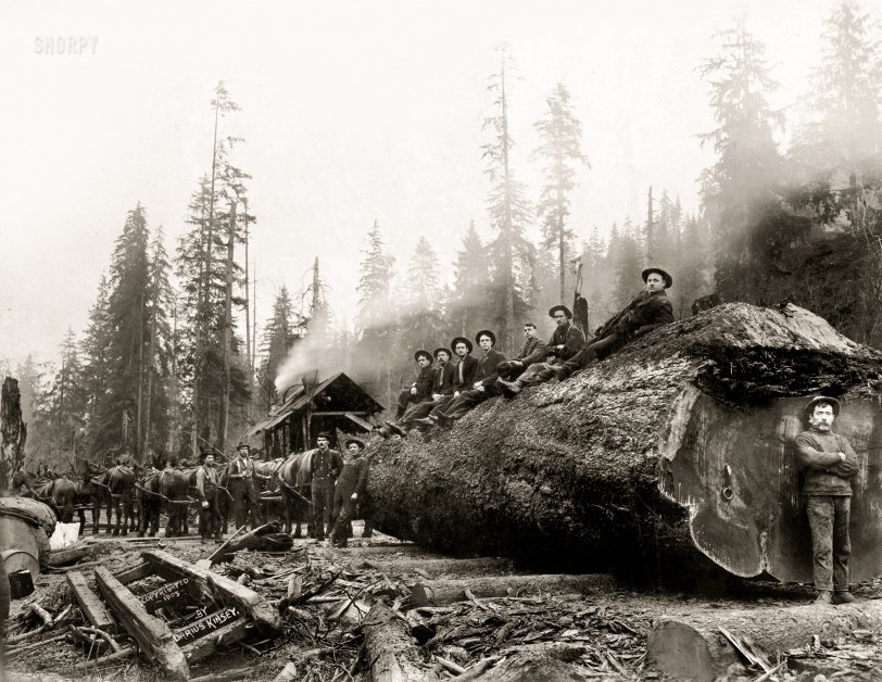 Big Log: 1905
