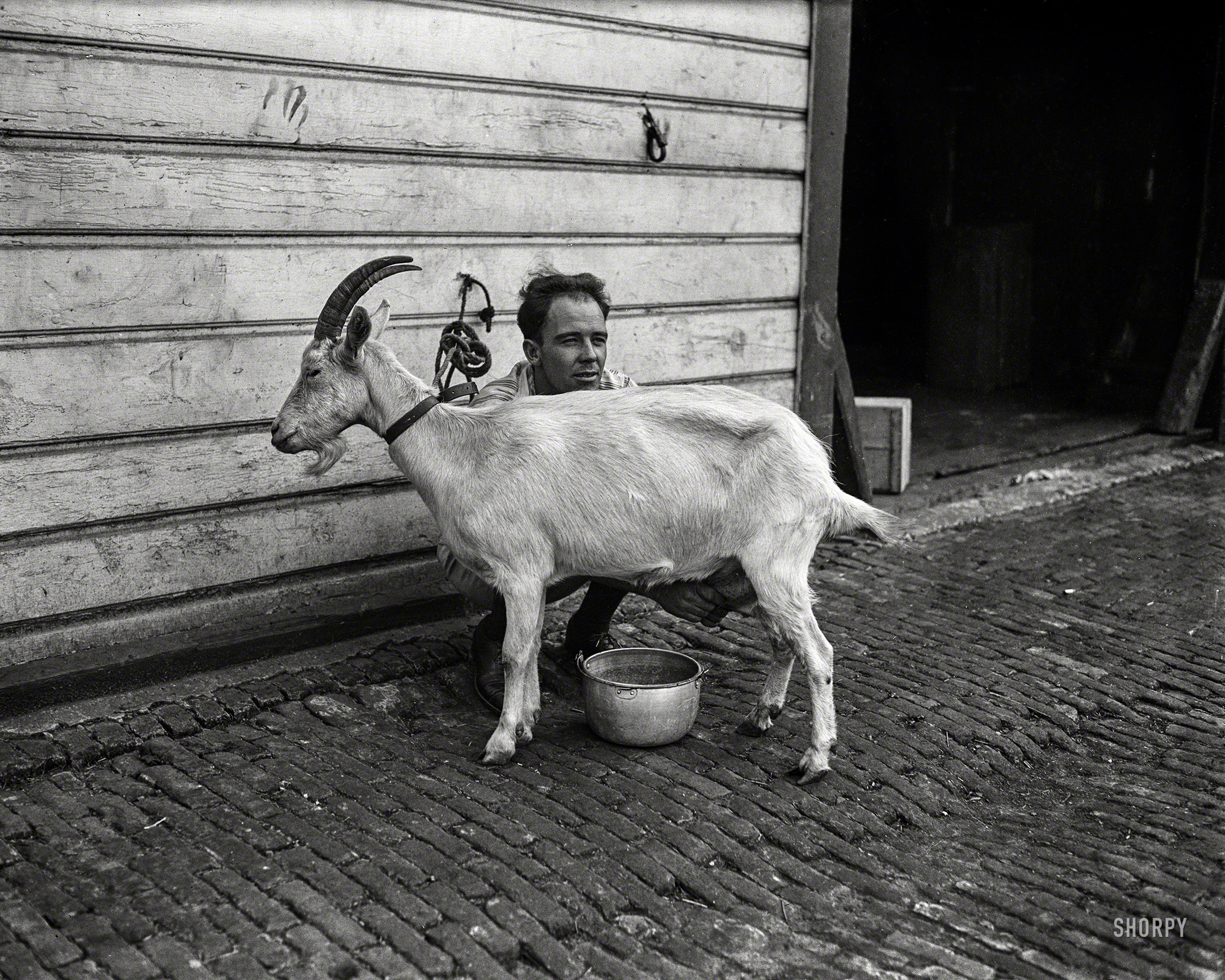 September 1922. Washington, D.C. "Nanny, a Swiss goat owned by Dr. James E. Chamberlain, holds the record of having given seven quarts of milk a day for the past year. The milk is supplied to local hospitals." View full size.