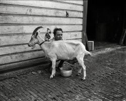 The Goat Whisperer: 1922