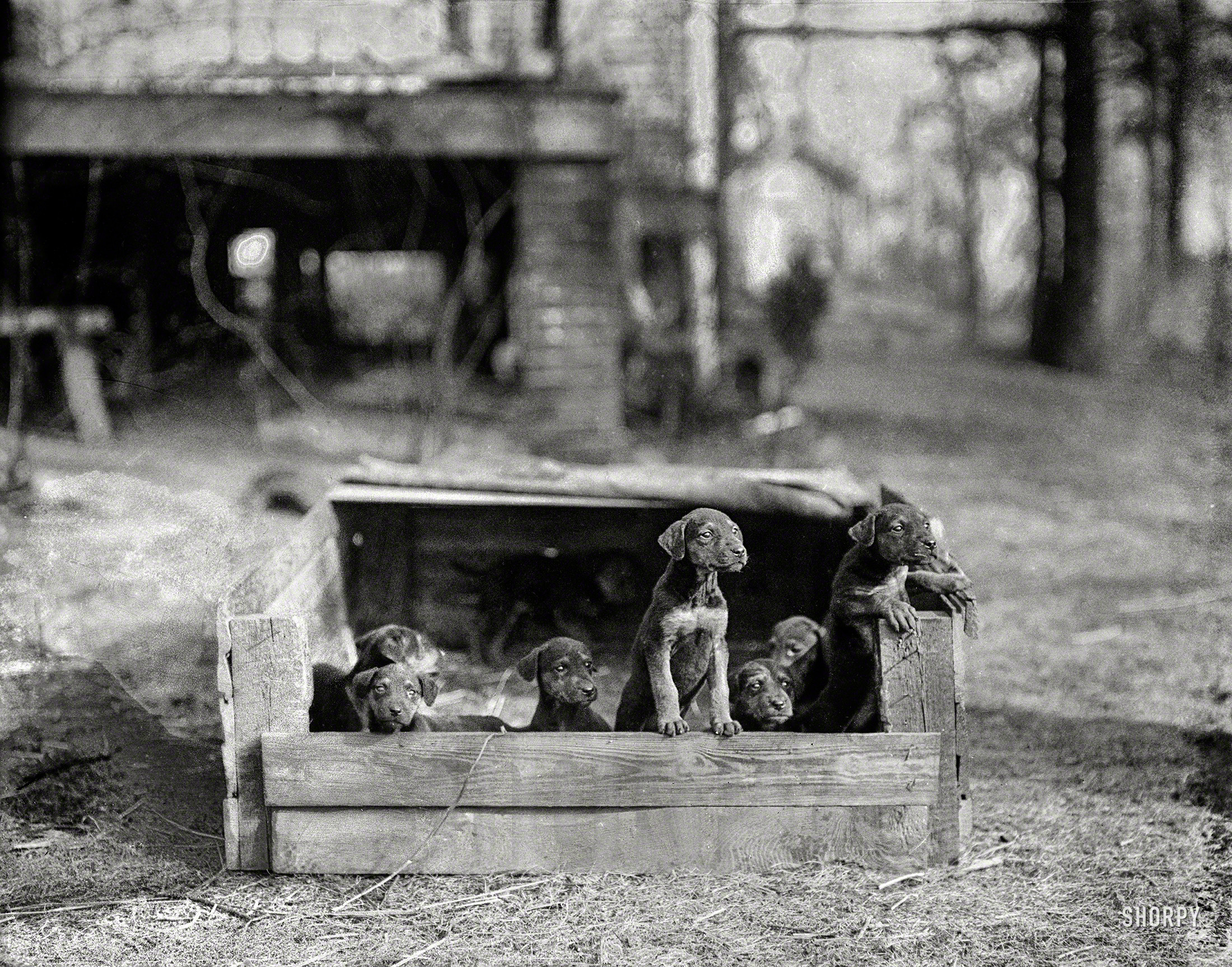 February 1923. Washington, D.C., or vicinity. "Puppies." Probably poky. Lovably little. Harris & Ewing Collection glass negative. View full size.