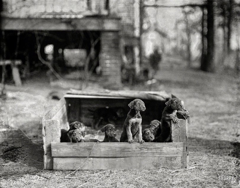 Dog Box: 1923