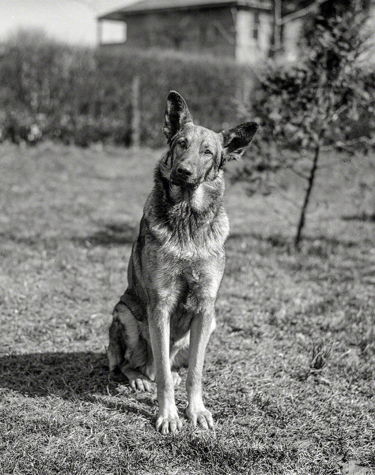 Washington, D.C., 1923. "Police dog -- Gus Buchholz." About to take a bite out of something. Harris & Ewing Collection glass negative. View full size.