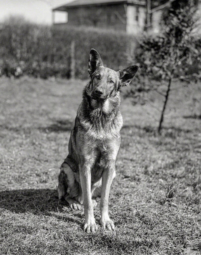 Washington, D.C., 1923. "Police dog -- Gus Buchholz." About to take a bite out of something. Harris &amp; Ewing Collection glass negative. View full size.
