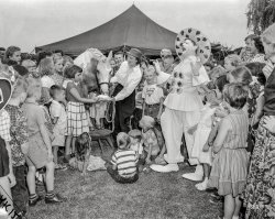 Elgin, Illinois, circa 1956. "Pony eating cake at birthday party." It's a living! 4x5 acetate negative from the Old News archive. View full size.