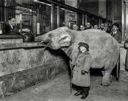 Washington, D.C., 1924. "Charlie Becker, midget trainer with Singer's Midgets, walked the smallest elephant of his troupe to Merchants Bank, and made a deposit for Keith's Theatre. The elephant delivered the money satchel directly to the receiving teller." This was of course a less enlightened era, decades before the advent of cage-free tellers and free-range banking. View full size.