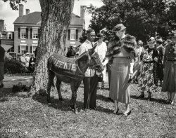 May 15, 1937. "Mrs. Roosevelt feeds 'Queenie," official mascot of the Democratic Party, a lump of sugar at the luncheon and garden party given by the Woman's National Democratic Club at Woodlawn, home of the Secretary of War and Mrs. Harry N. Woodring near Mount Vernon. Queenie was a presented by an admirer to Postmaster General Farley last winter." 4x5 inch glass negative. View full size.