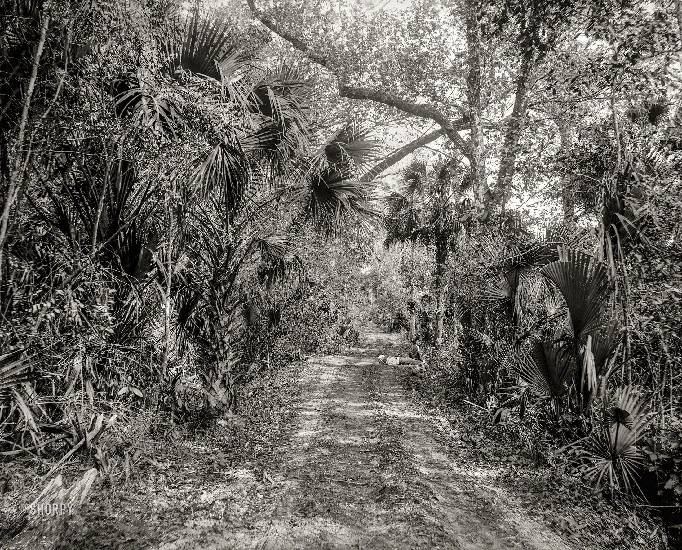 Volusia County, Florida, circa 1897. "The Hammock Road near Ormond." 8x10 inch dry plate glass negative by William Henry Jackson, Detroit Photographic Company. View full size.