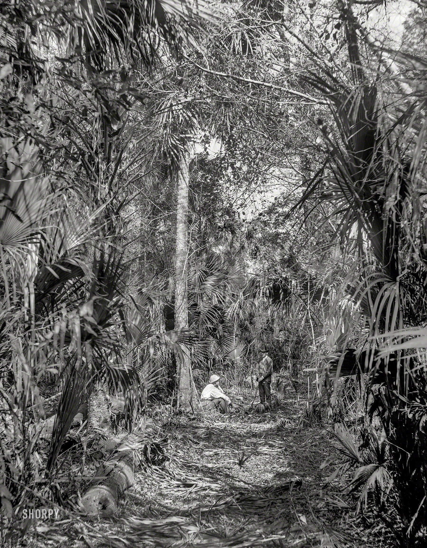 Volusia County, Florida, circa 1897. "In the Ormond hammock." 8x10 inch dry plate glass negative by William Henry Jackson, Detroit Photographic Company. View full size.