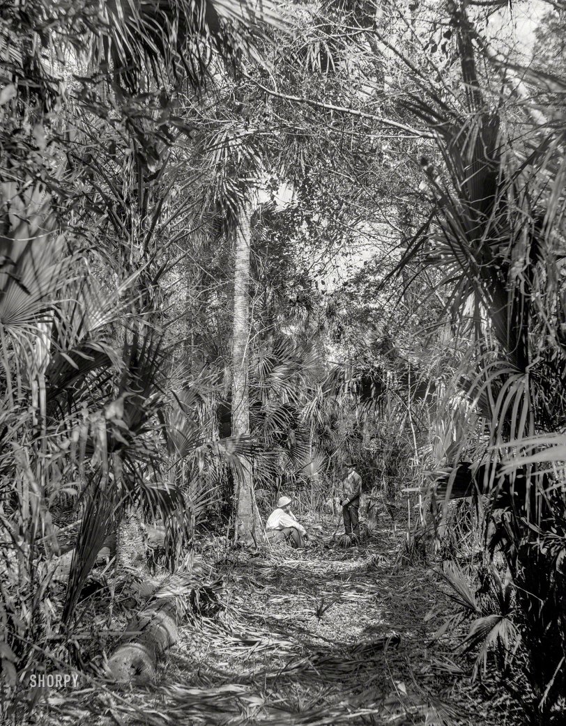 Wild Palms: 1897