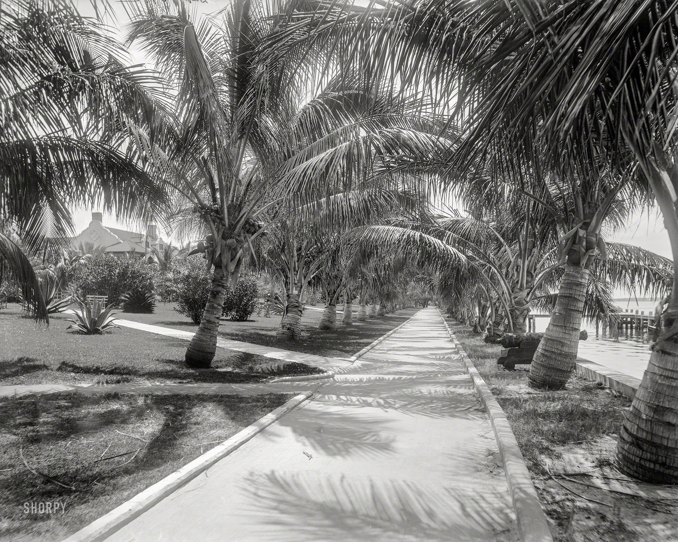 Florida circa 1897. "Palm walk on Lake Worth, Palm Beach." 8x10 inch dry plate glass negative by William Henry Jackson. View full size.