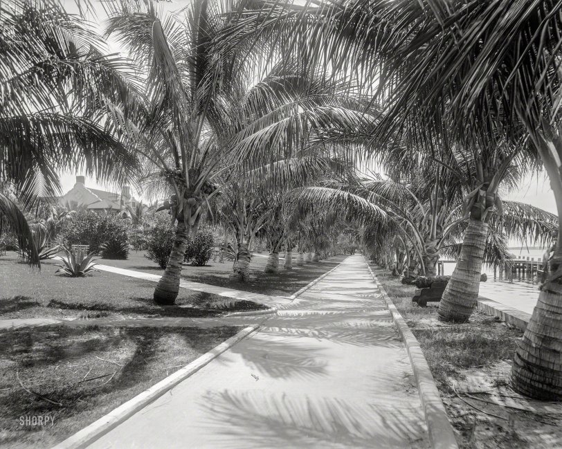 Palm Walk: 1897
