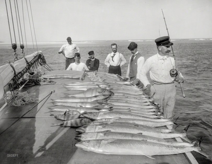1894. "Sport fishing, Palm Beach, Florida. Day's catch." Now where's that frying pan? 8x10 inch glass negative by William Henry Jackson. View full size.
