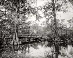 "A cypress swamp," somewhere in Mississippi circa 1897. 8x10 inch dry plate glass negative by William Henry Jackson. View full size.