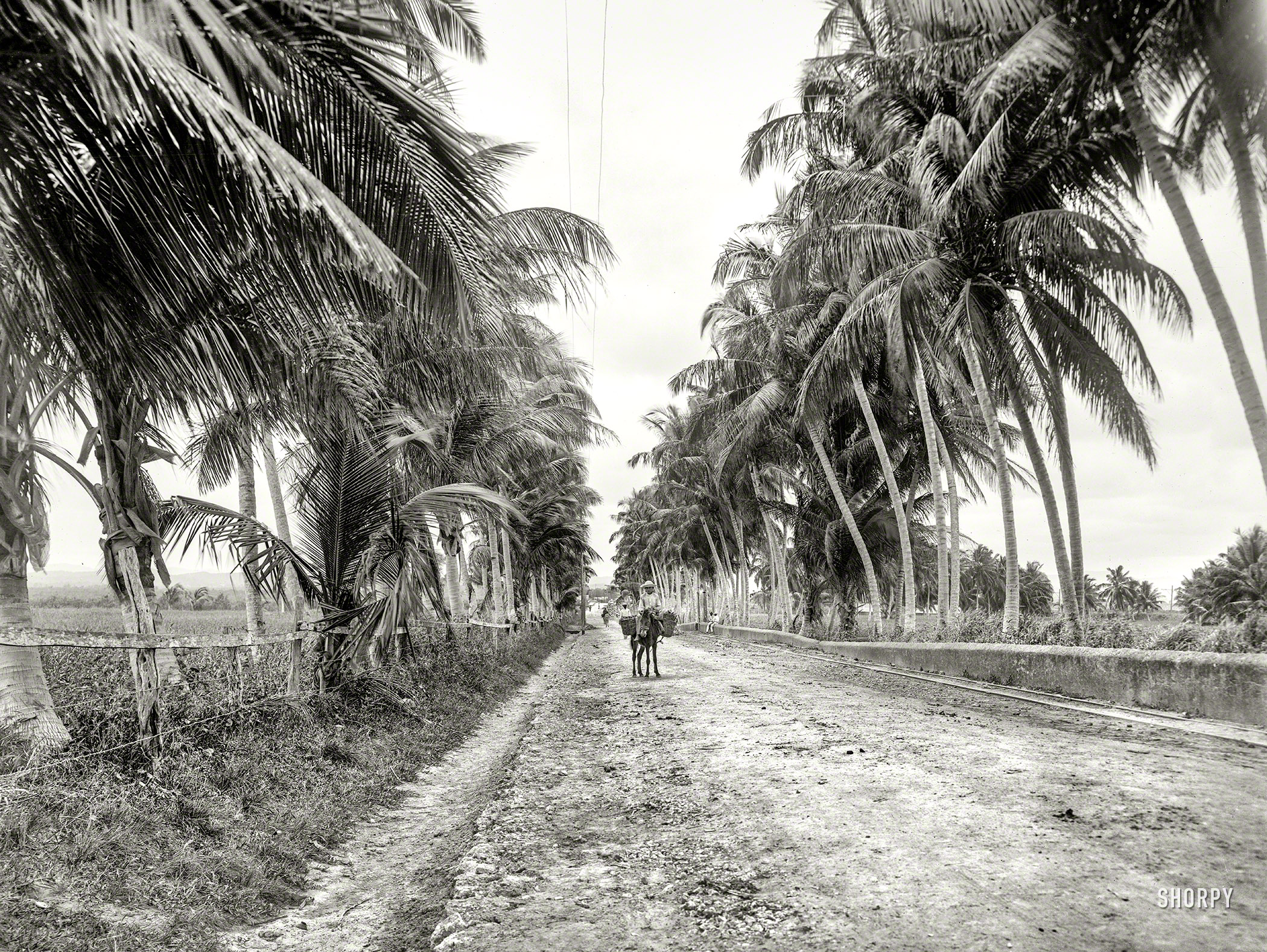 Circa 1901. "The Military Road, San Juan, Puerto Rico." 8x10 inch dry plate glass negative, Detroit Photographic Company. View full size.
